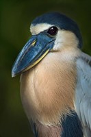 Boat-Billed Heron, Tortuguero, Costa Rica Fine Art Print