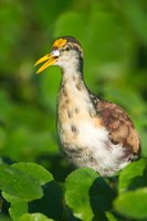 Northern Jacana, Tortuguero, Costa Rica Fine Art Print