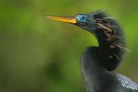 Anhinga, Tortuguero, Costa Rica Fine Art Print