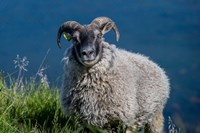 Sheep Grazing, Iceland Fine Art Print