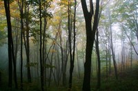 Misty Forest In Autumn Fine Art Print
