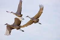 Sandhill Cranes In Flight Fine Art Print