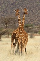 Reticulated Giraffe Fine Art Print