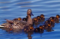 Female Mallard Duck with Chicks, Ohio Fine Art Print