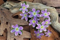 Hepatica Flowers, Michigan Fine Art Print