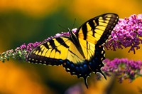 Male Tiger Swallowtail Butterfly Fine Art Print