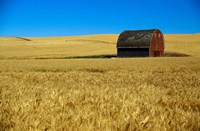 Red barn in wheat field, Palouse region, Washington, USA. Fine Art Print