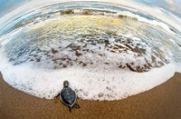 Green Sea Turtle, Tortuguero, Costa Rica Fine Art Print