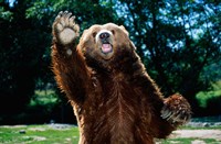 Grizzly Bear On Hind Legs Fine Art Print