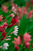 Kaffir Lily Flowers In Bloom Fine Art Print