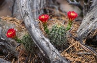 Hedgehog Cactus in Bloom Fine Art Print