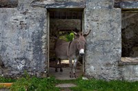 Great Blasket Island, Ireland Fine Art Print