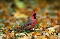Male Cardinal Fine Art Print
