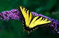 Tiger Swallowtail Butterfly Fine Art Print