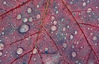 Water Droplets on Maple Leaf Fine Art Print