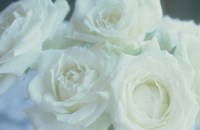 Flowers Roses Fine Art Print