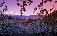 Apple Trees in Oregon Fine Art Print