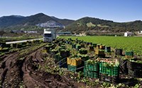 Harvesting Lettuce near Ventas de Zafarraya, Spain Fine Art Print