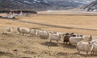 Flock of Sheep, Iceland Fine Art Print