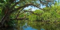Estero River in Fort Myers, Florida Fine Art Print