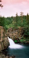 Forest Waterfall, Shasta, California Fine Art Print