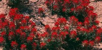 Indian Paintbrush, UT Fine Art Print