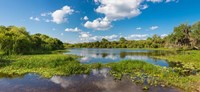 Deer Prairie Creek Preserve, Sarasota County, Venice, Florida Fine Art Print