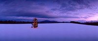 Christmas Tree in the Snow, New London, New Hampshire Fine Art Print