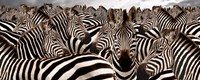 Herd of Zebras Fine Art Print