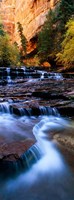North Creek, Zion National Park, Utah Fine Art Print