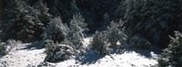 Snow Covered Firs, Provence-Alpes-Cote d'Azur, France Fine Art Print