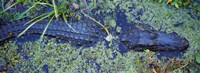 Alligator Swimming in a River, Florida Fine Art Print