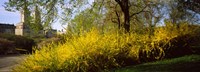 Central Park in spring with buildings in the background, Manhattan, New York City, New York State, USA Fine Art Print