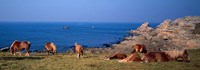Celtic Horses, Finistere, Brittany, France Fine Art Print