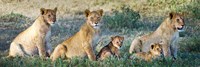 African Lion (Panthera leo) family in a field, Ndutu, Ngorongoro Conservation Area, Tanzania Fine Art Print
