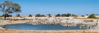 Burchell's Zebras, Etosha National Park, Namibia Fine Art Print