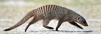 Mongoose, Etosha National Park, Namibia Fine Art Print