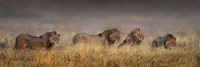 African Lions, Ngorongoro Conservation Area, Tanzania Fine Art Print