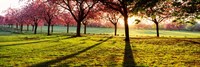Cherry Blossoms in a Park, England Fine Art Print