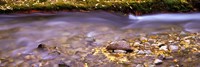 Cimarron Creek, New Mexico Fine Art Print