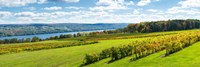 Glenora Vineyard, Seneca Lake, Finger Lakes, New York State Fine Art Print