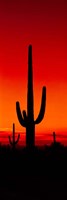 Silhouette of Saguaro Cactus, Arizona Fine Art Print