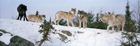 Gray wolves, Massey, Ontario, Canada Fine Art Print