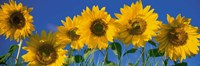 Sunflowers in a Row Fine Art Print