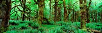 Rain Forest, Olympic National Park, Washington State Fine Art Print