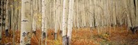 Aspen, Colorado Fine Art Print