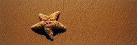 Starfish, Malibu, California Fine Art Print