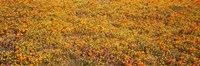 Poppy Reserve Mojave Desert, California Fine Art Print
