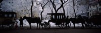 Horse Drawn Carriages, Chicago, Illinois Fine Art Print