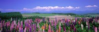 Lupines Hokkaido, Japan Fine Art Print